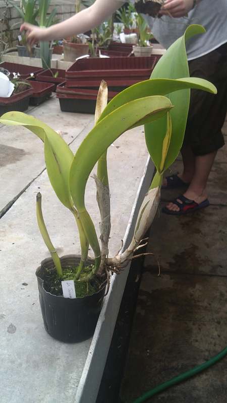Brassolaeliocattleya Tainan City General.jpg