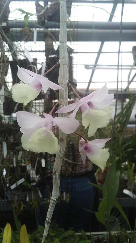 Dendrobium pierardii.jpg