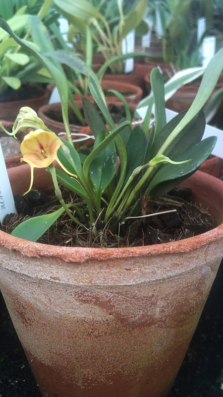 Masdevallia rodolfoi.jpg