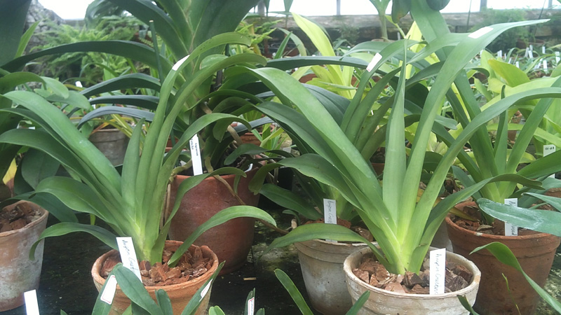 Angraecum Crestwood Tomorrow Star1.jpg