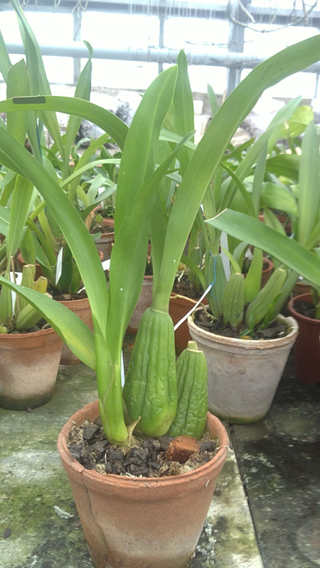 Brassia Enteral Wind Summers Dream.jpg