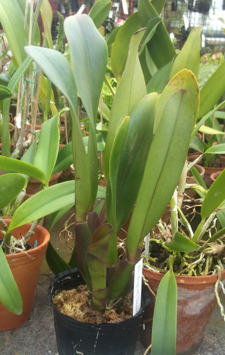 Brassolaeliocattleya King of Taiwan Ta Hsin.jpg