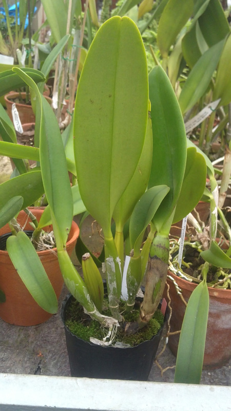 Brassolaeliocattleya Pink Empress Ju Sen.jpg