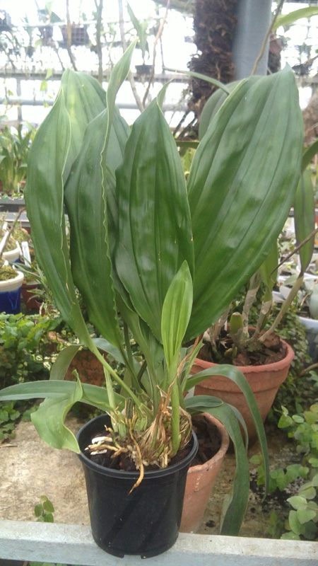 Stanhopea nigroviolacea.jpg