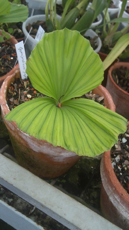 Cypripedium japonicum.jpg