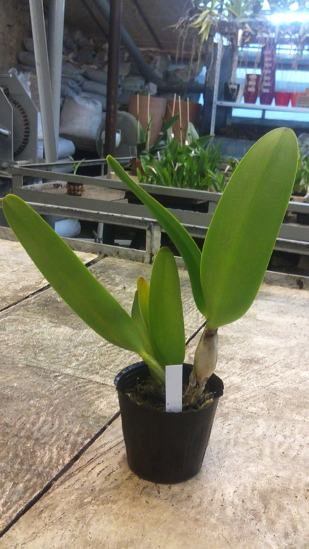 Brassolaeliocattleya Toshie Aoki Pizazz Subv OC.jpg