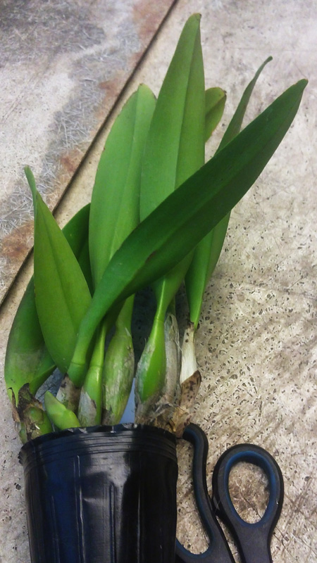 Brassolaeliocattleya Toshies Magic Hsinying.jpg