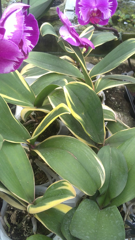 Phalaenopsis Matou Freed.jpg