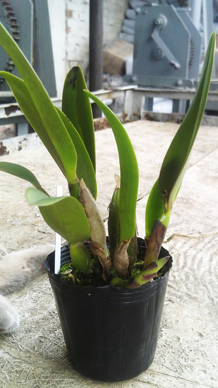 Potinara Little Toshie Yellow Rose.jpg