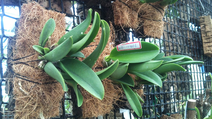 Laelia sincorana.jpg