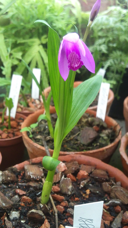 Bletilla striata.jpg