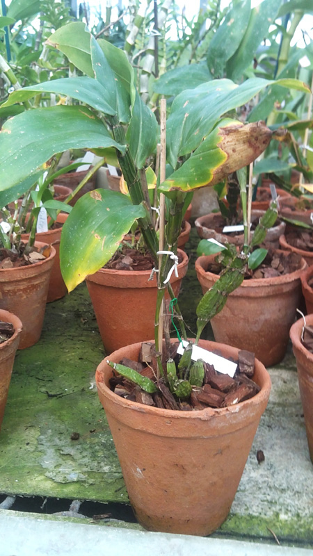 Dendrobium sulcatum.jpg