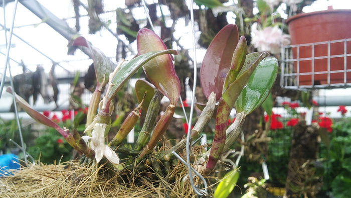 Sophrocattleya Beaufort 2.jpg