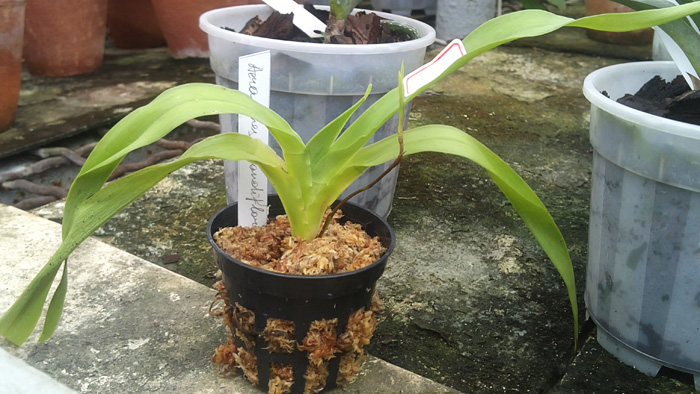 Aeranthes grandiflora 1.jpg