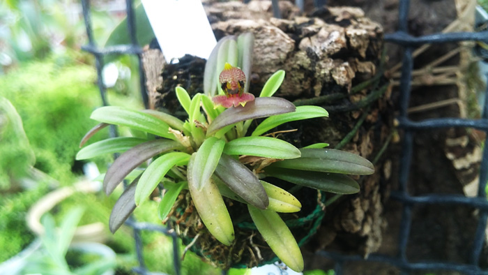 Dryadella cristata.jpg