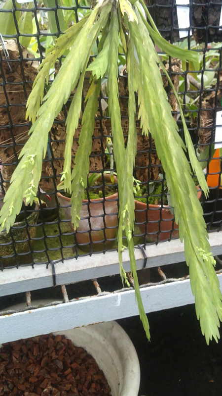 Lockarthia oerstedii1.jpg