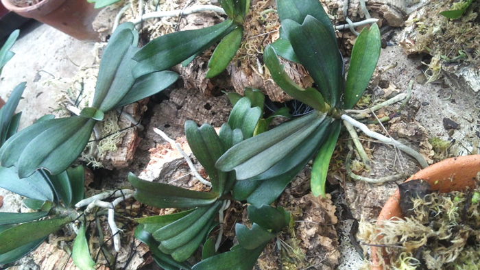 Aerangis biloba.jpg