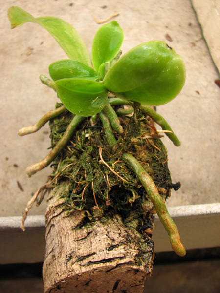 Phalaenopsis lueddemanniana delicata.jpg