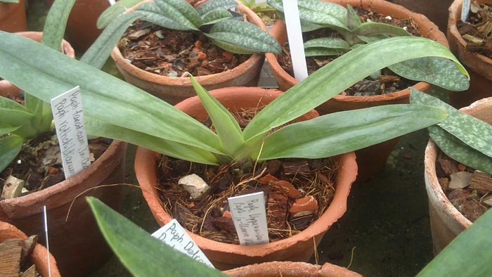 Paphiopedilum Lippewunder InCharm x Paphiopedilum InCharm White InCharm 1.jpg