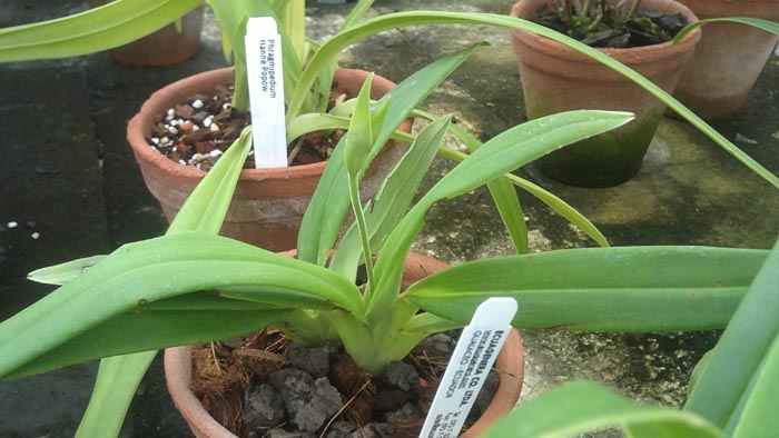 Phragmipedium besseae.jpg