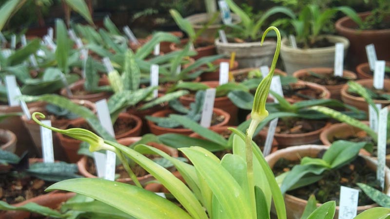 Masdevallia ariasii.jpg