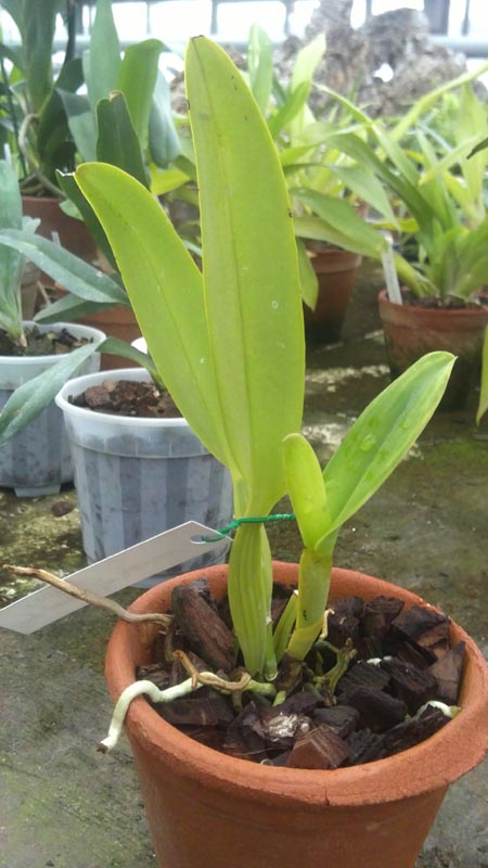 Cattleya jenmanii orlata Pacaraima x SELF.jpg
