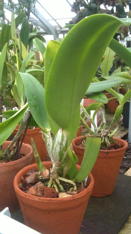 Potinara Hsinying Pink Doll Hsinying.jpg