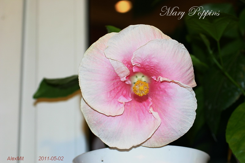 IMG_2031s.JPG