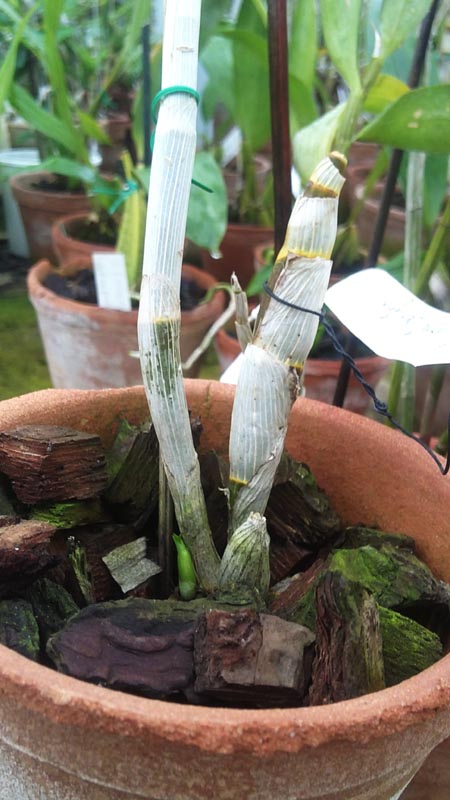 Dendr Garnet Beanty x mini.jpg