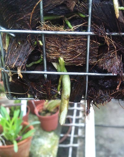 Stanhopea insignis.jpg