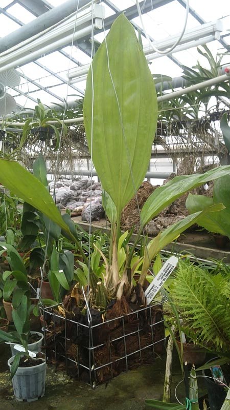 Stanhopea insignis 1.jpg