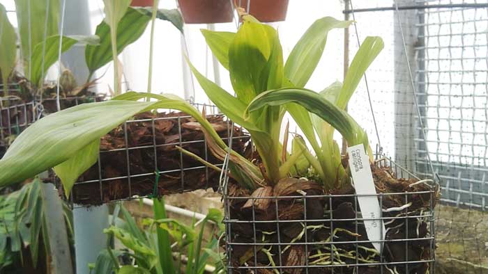 Gongora catilligera.jpg