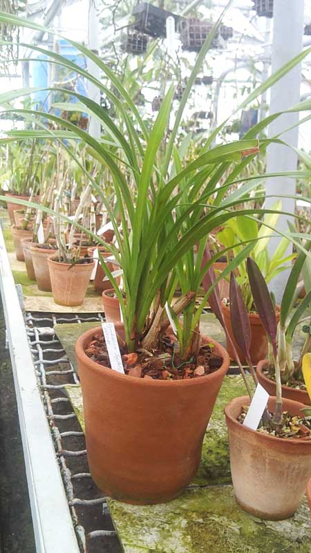 Cymbidium Joy Polis Smile Shower.jpg