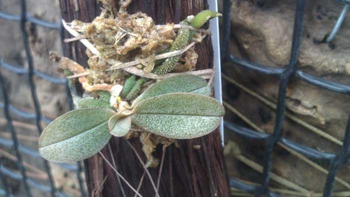 Aerangis punctata.jpg