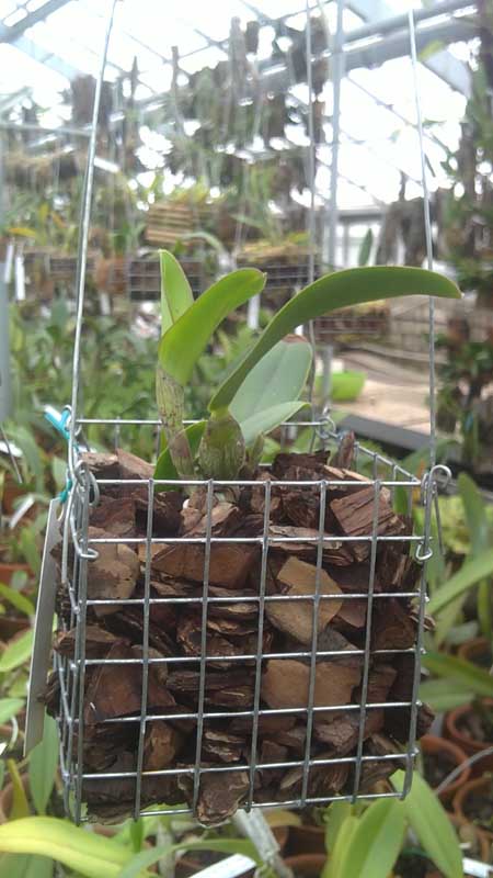 Cattleya walkeriana semi alba.jpg