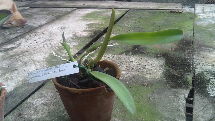 Cattleya trianae trilabelo AWZ x Cattleya trianae aquinada AWZ.jpg