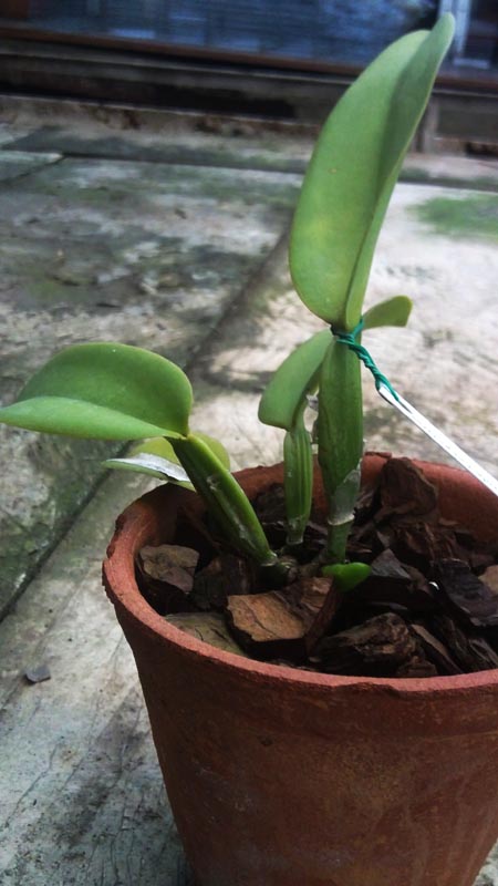 Cattleya warneri amesiana Santa Leopoldina x SELF x Cattleya warneri amesiana XXXX × SELF.jpg
