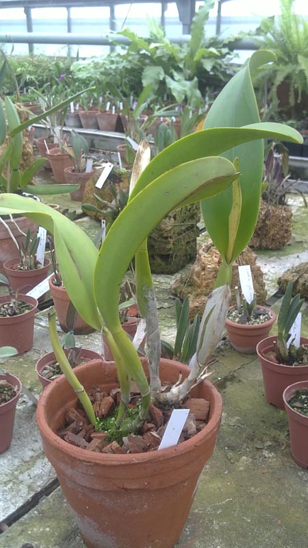 LaeliocattleyaTainan City General.jpg