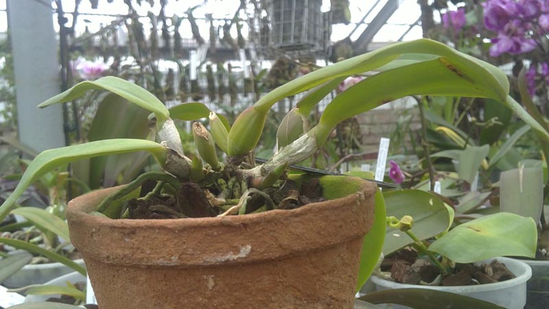 Cattleya warneri amesiana XXXX × SELF.jpg