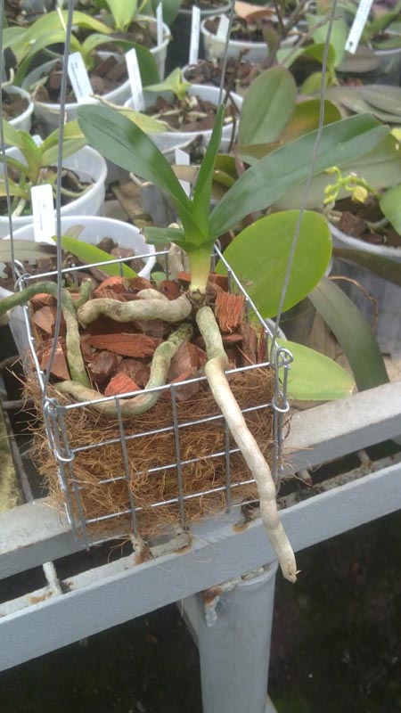 Plectrelminthus caudatus.jpg