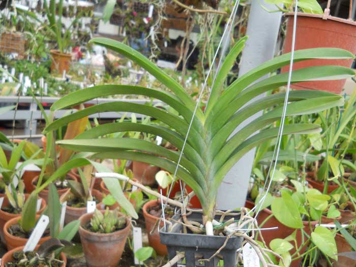 Vanda Sanderiana-Bonchoo x Vanda Taweesuksa1.jpg