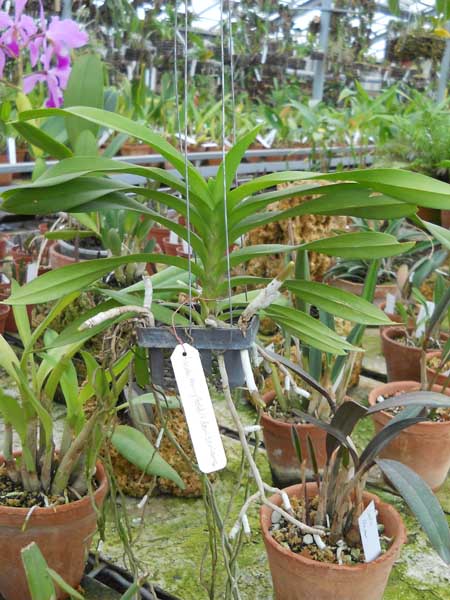 Ascocenda Kenny Gold x Vanda denisoniana.jpg