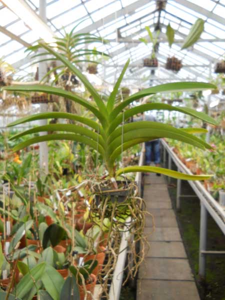 Vanda Pat Delight Red1.jpg