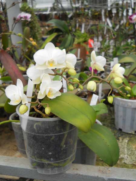 phal hybrid.jpg