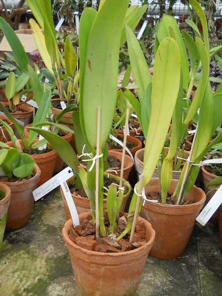 Cattleya dowiana.jpg