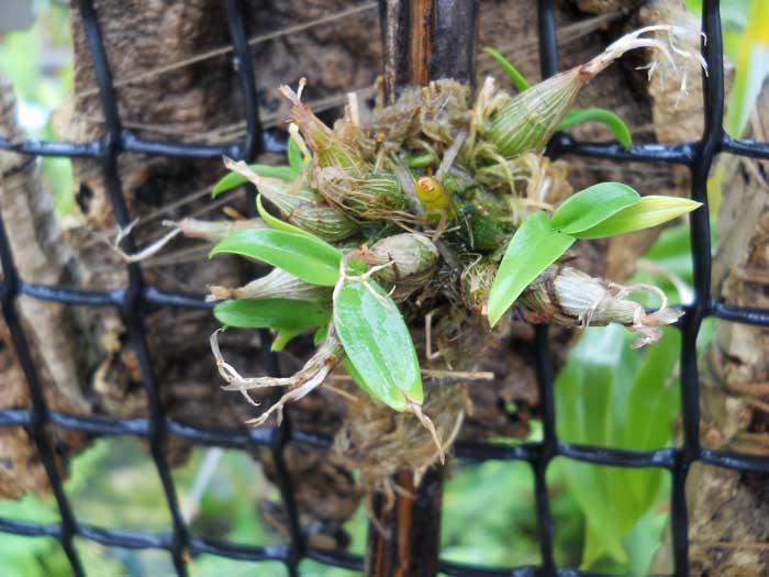 Dendrobium peguanum.jpg
