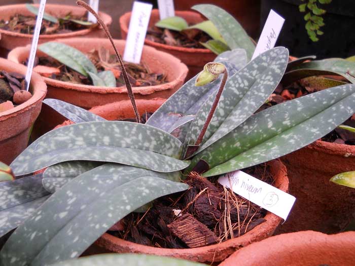 Paphiopedilum niveum.jpg