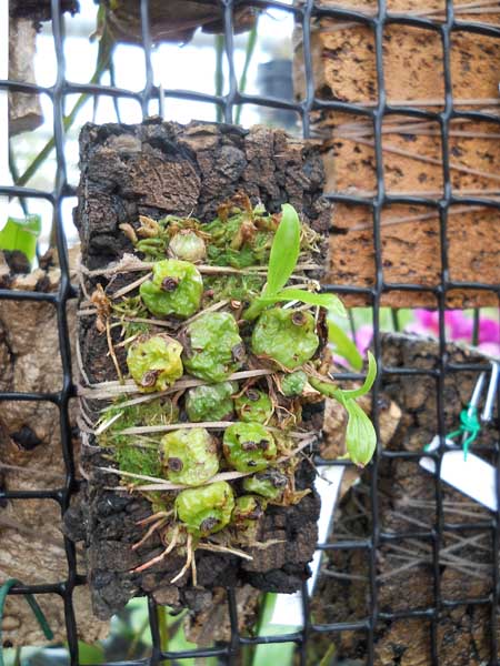 Coelogyne schilleriana.jpg