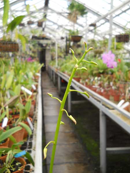 Dendrobium taurinum.jpg