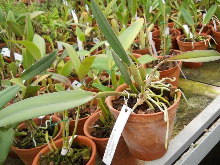 Rhyncholaelia glauca.jpg